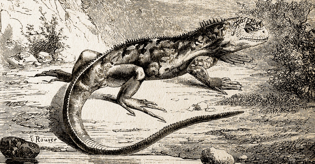 Иллюстрация: Gettyimages // Во время путешествия Дарвин постоянно делал записи о животных: «Игуаны тащат хвост по земле, имеют глупый вид. Очень любят кактус; вырывают кактус друг у друга, как собаки»