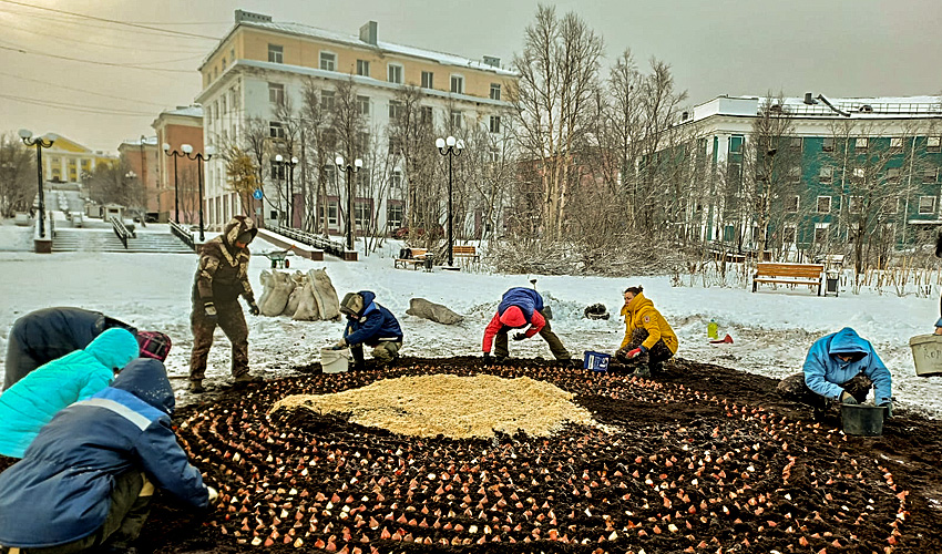 Proč sázet tulipány do sněhu?