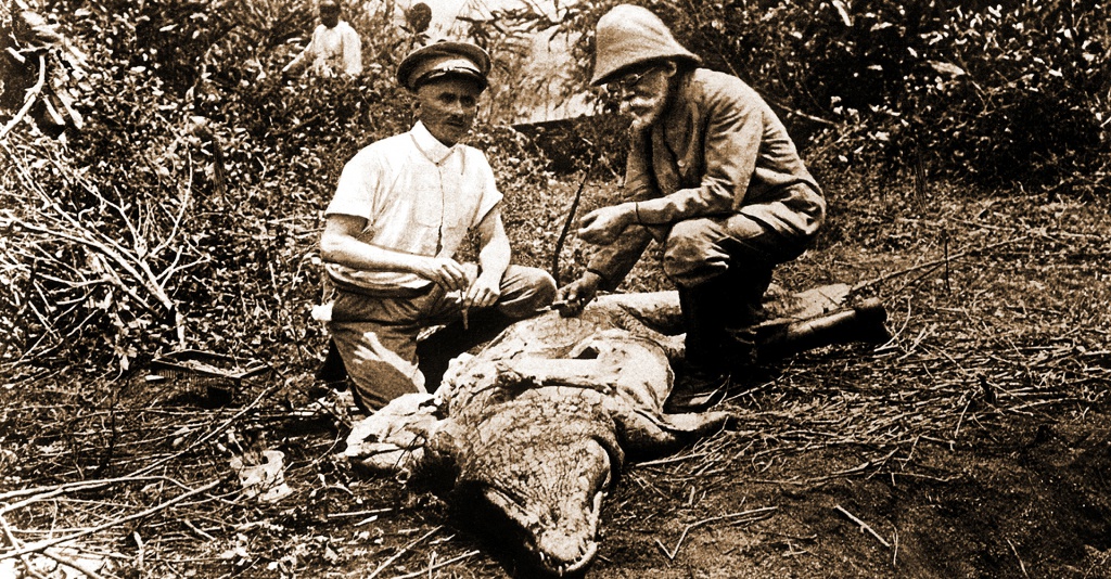 Фотография: Gettyimages // Кох исследует кровь крокодила в поисках возбудителя трипаносомоза, или сонной болезни