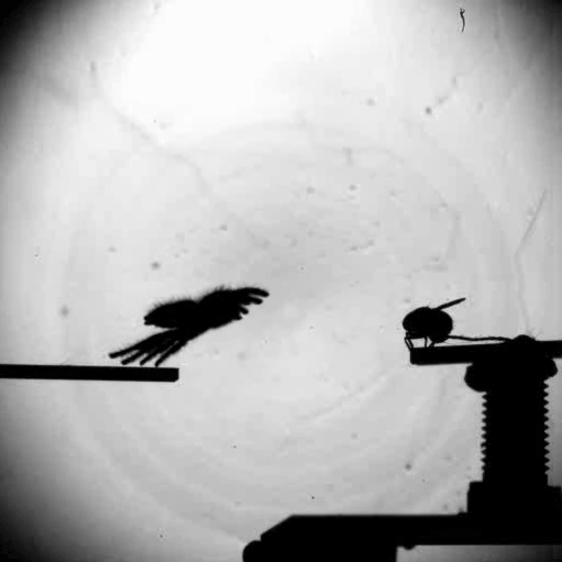 SpiderJumpGif.gif SpiderJumpGif.gif