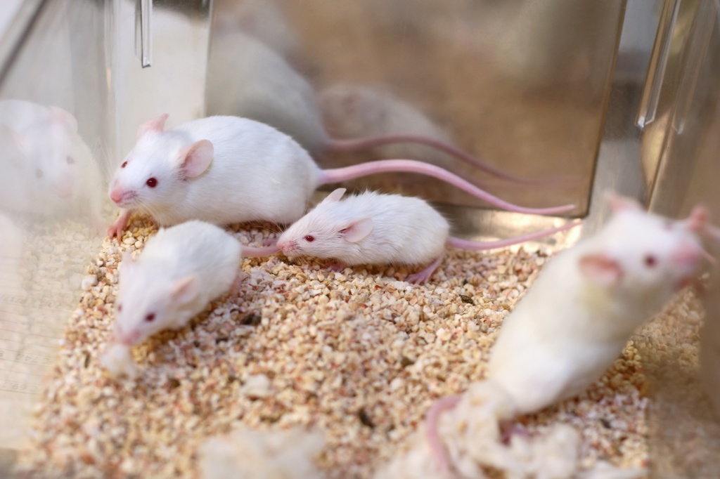 Эти маленькие белые грызуны — главные поставщики открытий в биологии и медицине