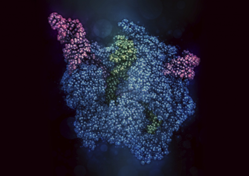 Комплекс генного редактирования CRISPR-CAS9 бактерии пиогенногострептококка (Streptococcus pyogenes). Белок-нуклеаза Cas9 (голубой цвет) использует последовательность гидовой РНК (пурпурный цвет) для вырезания ДНК (зеленый цвет) в комплементарном центре. Атомы показаны как цветные сферы/шарики
