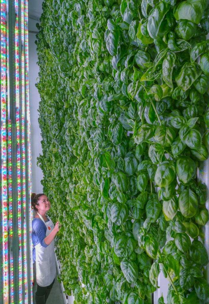 Новая технология выращивания зелени на таких вертикальных панелях, разработанная специалистами компании Plenty, при помощи SoftBank может распространиться по всему миру