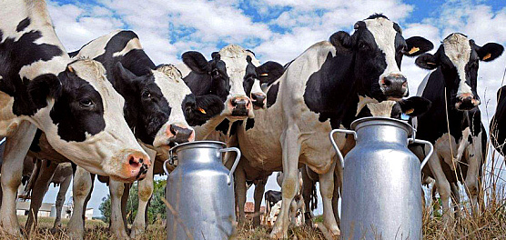 Собственная геномная оценка племенных качеств в молочном животноводстве появится в РФ