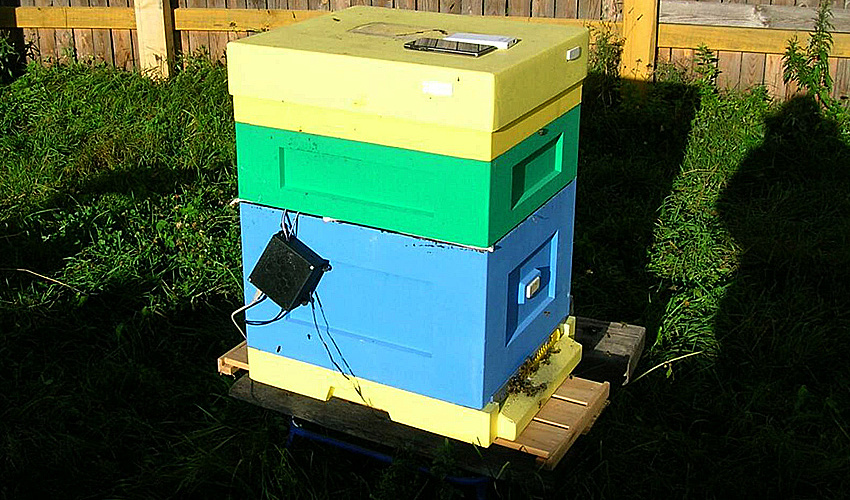 Маточное пение по сотовой связи