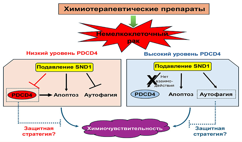 Не дать раковой клетке избежать гибели
