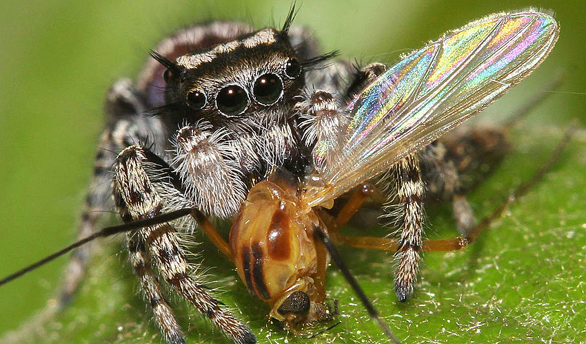 Источник вдохновения — пауки-скакуны 