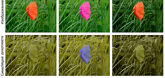 ИИ помогает дихроматам